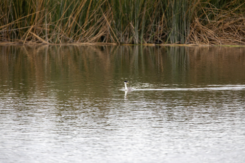 iNaturalist observation photo of Western Grebe