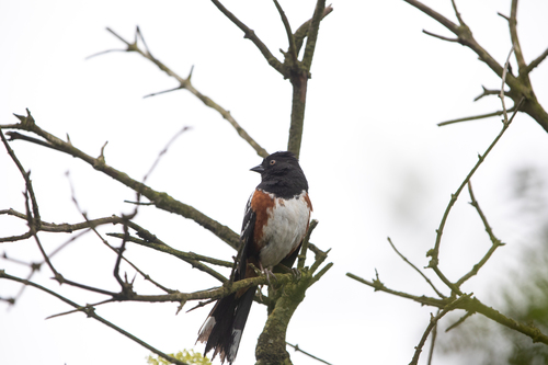 iNaturalist observation photo of Spotted Towhee