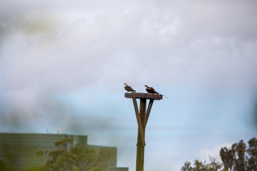 iNaturalist observation photo of Osprey
