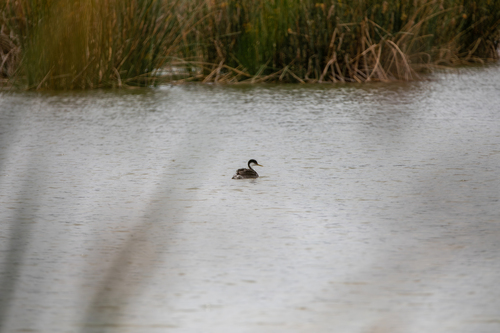 iNaturalist observation photo of Western Grebe