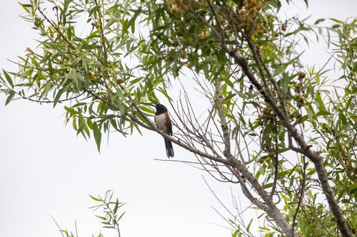 iNaturalist observation photo of Spotted Towhee