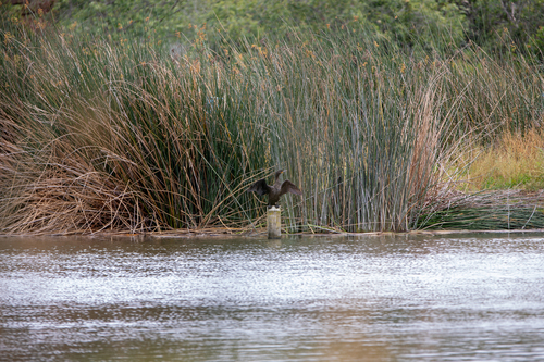iNaturalist observation photo of Double-crested Cormorant