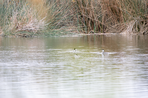 iNaturalist observation photo of Western Grebe