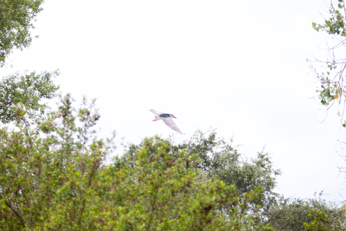 iNaturalist observation photo of Black-crowned Night Heron