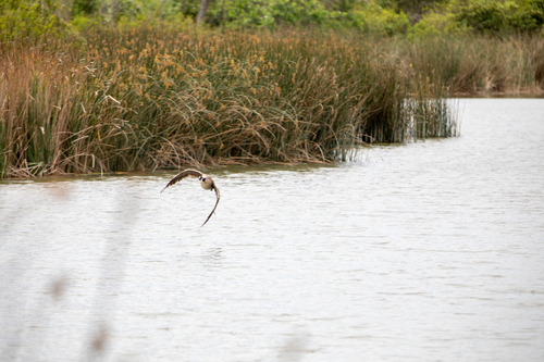 iNaturalist observation photo of Canada Goose
