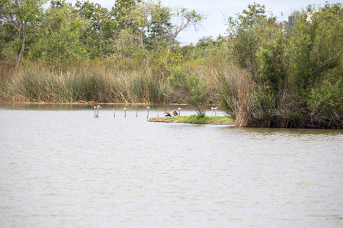 iNaturalist observation photo of Egyptian Goose