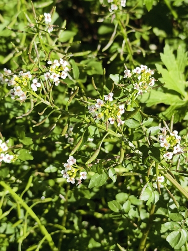 Nasturtium microphyllum iNat (1)