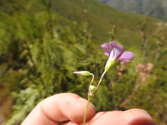Oxalis bifida