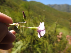 Oxalis bifida