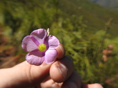 Oxalis bifida