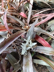 Cryptanthus