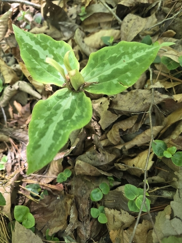 Trillium underwoodii, photograph 4
