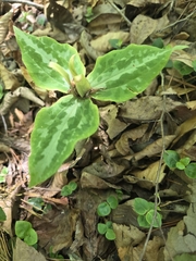 Trillium underwoodii, photograph (c) Scott Allen Davis, some rights reserved (CC BY)