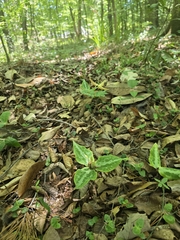 Trillium underwoodii, photograph (c) Scott Allen Davis, some rights reserved (CC BY)