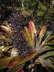Aechmea mexicana, photograph (c) Daniel Pineda Vera, some rights reserved (CC BY)