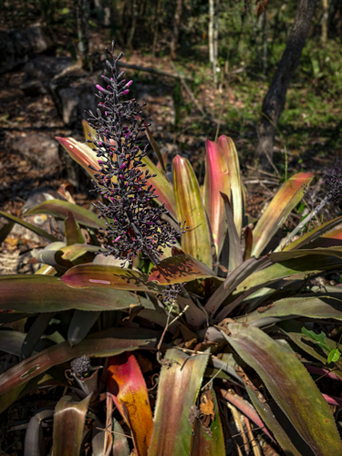 Aechmea mexicana, photograph 4