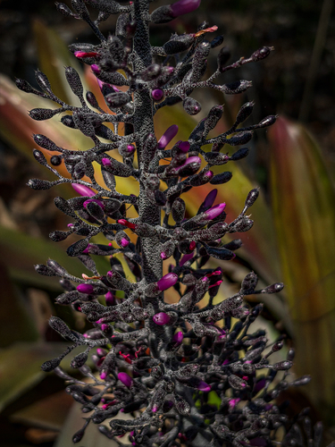 Aechmea mexicana, photograph 3