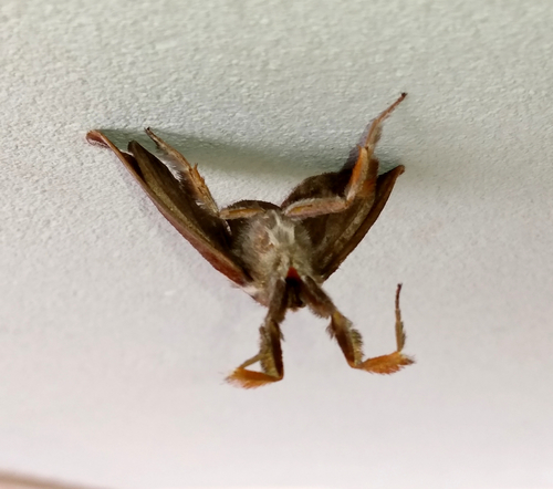 Epiperola grandiosa