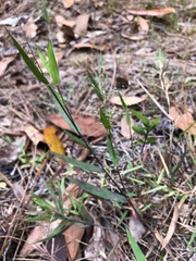 Dichanthelium webberianum