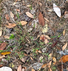 Dichanthelium webberianum