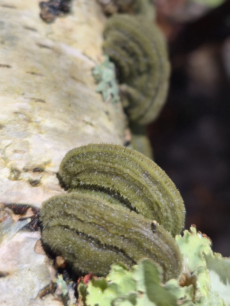 Cerrena unicolor · April 2026 · photo: © leannestacy (iNaturalist, cc0)