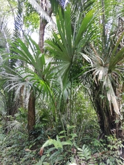 Sabal mauritiiformis