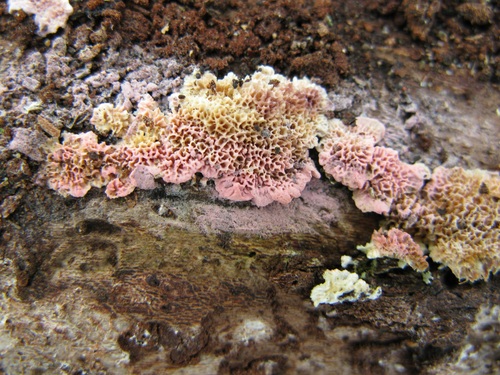 Ceriporia purpurea observed 2026-04-12