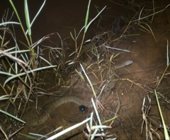 Cerberus schneiderii