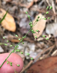 Dichanthelium webberianum