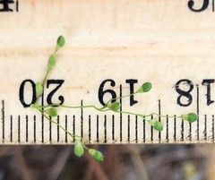 Dichanthelium webberianum