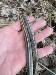 Thamnophis butleri