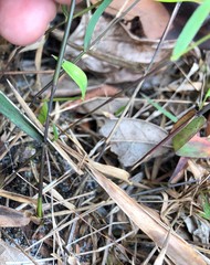 Dichanthelium webberianum