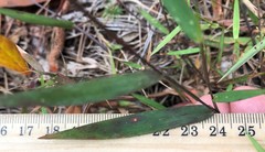 Dichanthelium webberianum