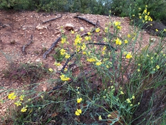Coronilla juncea