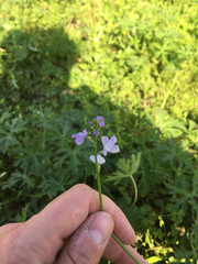 Nuttallanthus texanus