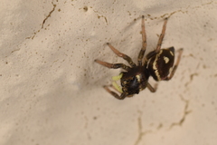 Heliophanus apiatus