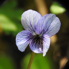 Viola humilis