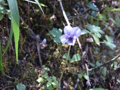 Viola humilis