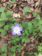 Nemophila phacelioides