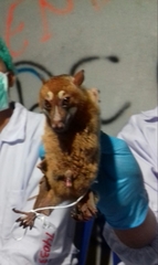 Styloctenium wallacei