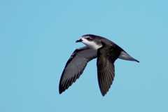 Pterodroma cookii