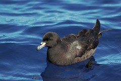 Procellaria parkinsoni