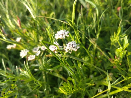 Oenanthe globulosa