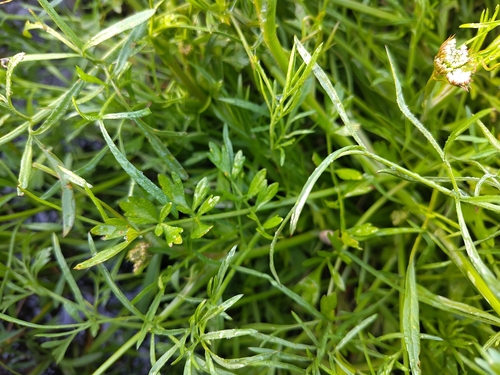 Oenanthe globulosa, photograph 1