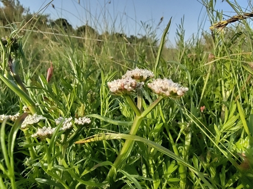 Oenanthe globulosa, photograph 2