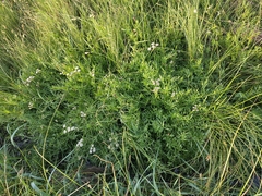 Oenanthe globulosa, photograph Yves Bas, CC BY, iNaturalist via GBIF
