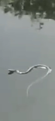 Nerodia erythrogaster