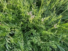 Oenanthe globulosa, photograph Yves Bas, CC BY, iNaturalist via GBIF