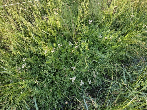 Oenanthe globulosa, photograph 5