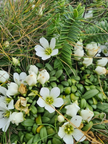 Gentianella saxosa, photograph 4